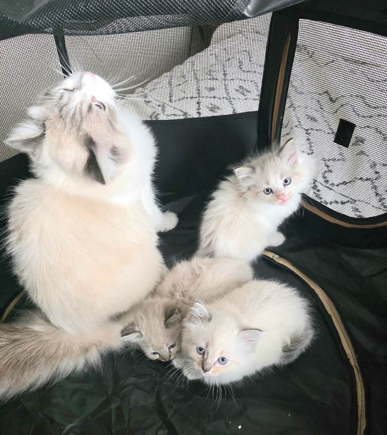 Ragdoll Lynx Point Kittens for sale