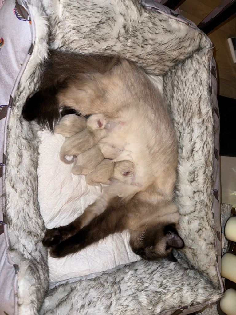 Ragdoll kittens