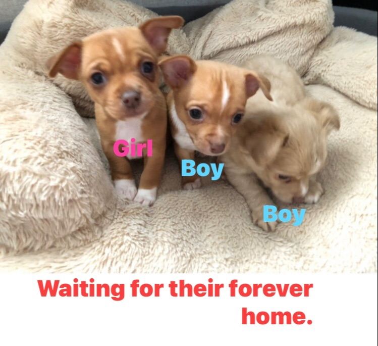 3 gorgeous Pedigree chihuahua puppies