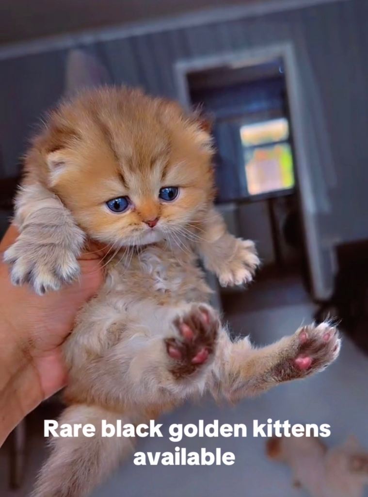 Rare black golden and golden shaded
