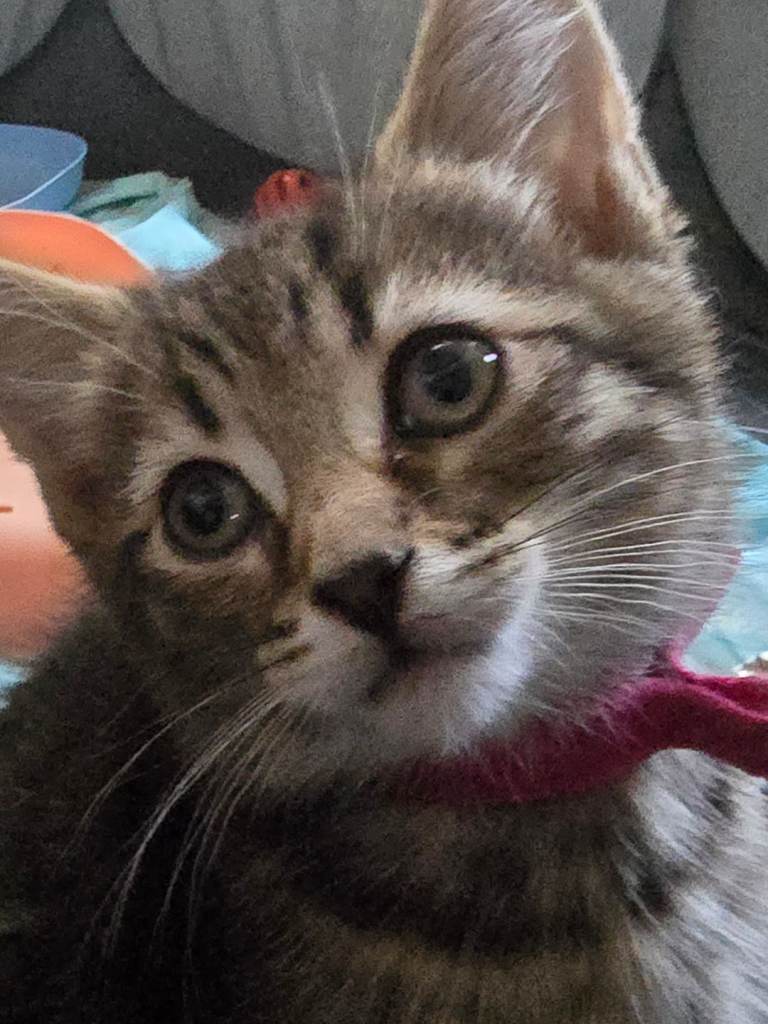 Kittens for sale