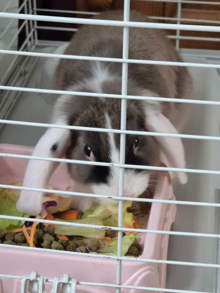 BABY RABBIT