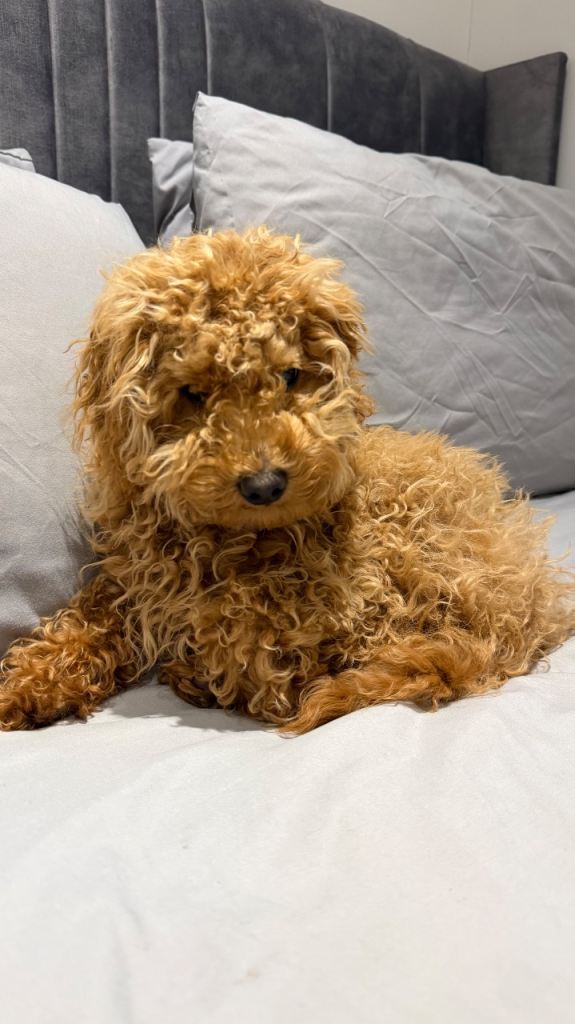 Maltipoo F1 red teddy bear