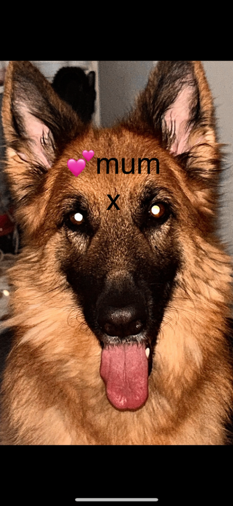 German shepherd puppy’s for sale, 1500