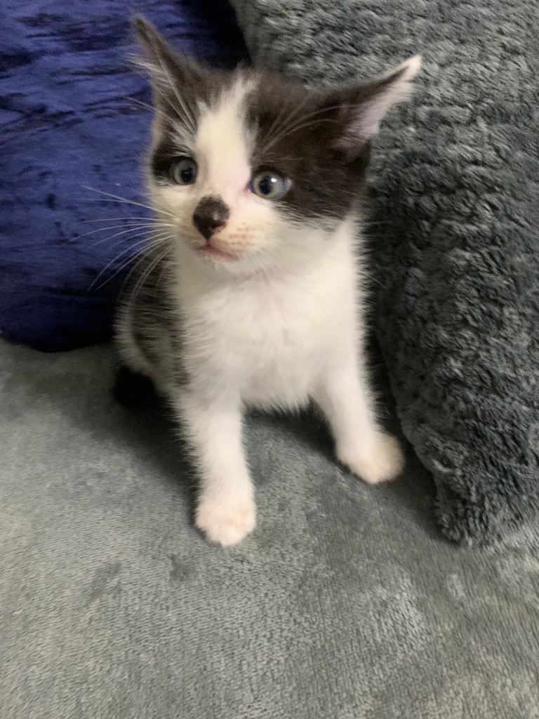 4 kittens 2 boys 2 girls 
