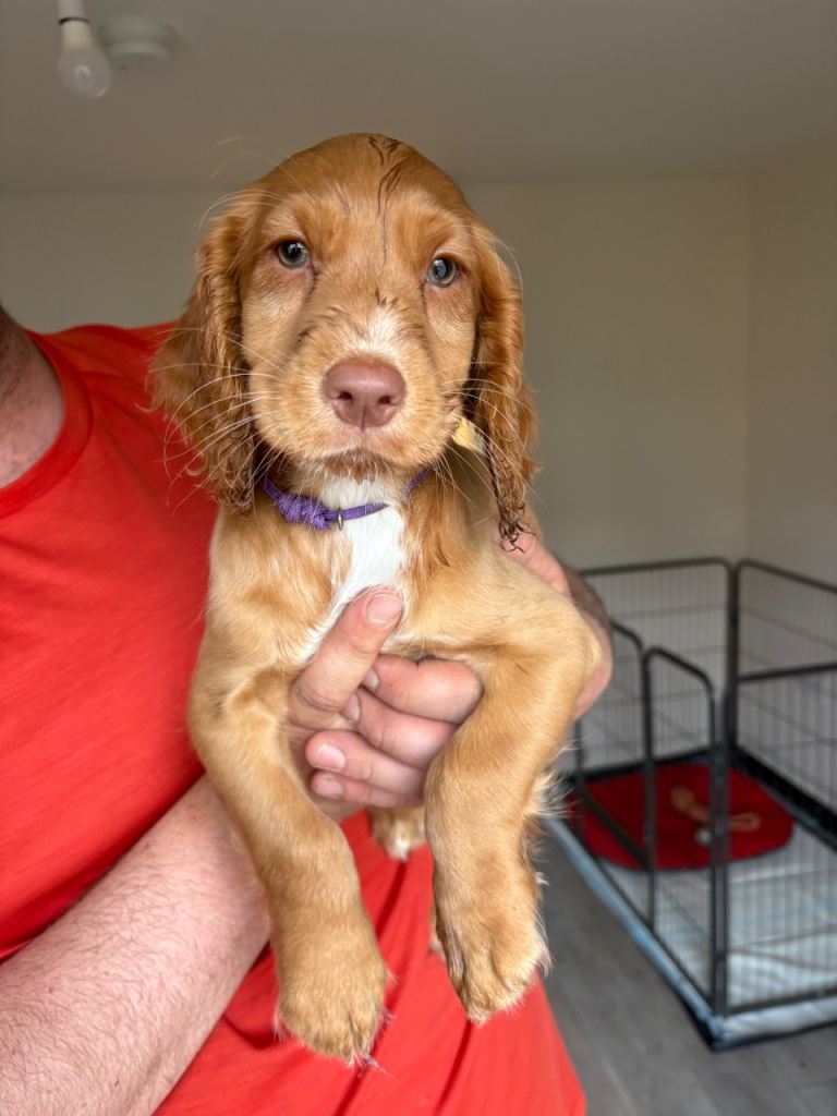 Last 2 female cocker spaniel pups