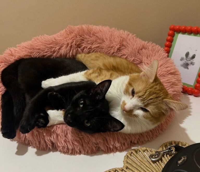 2 cats 
