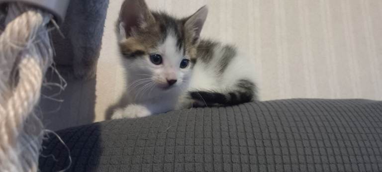4 beautiful male kittens 