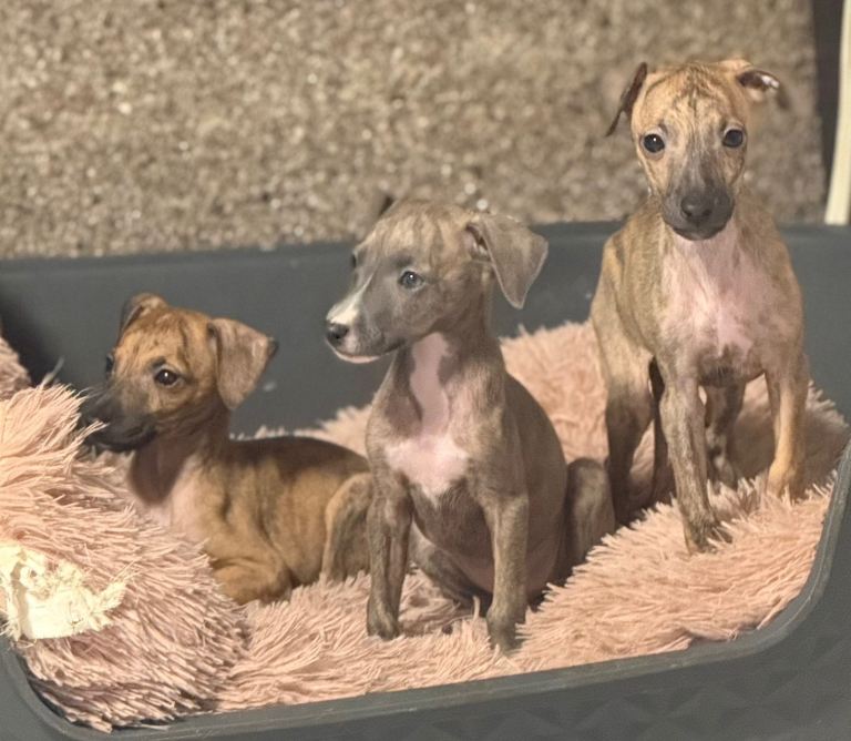 💎 Italian Greyhound × Whippet Puppies – A Rare & Beautiful Cross 💎