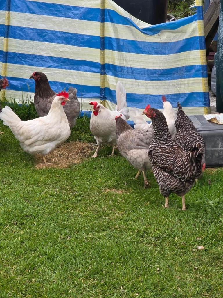Hens, Chickens, Poultry, Fowl