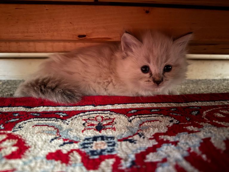 Ragdoll kitten 