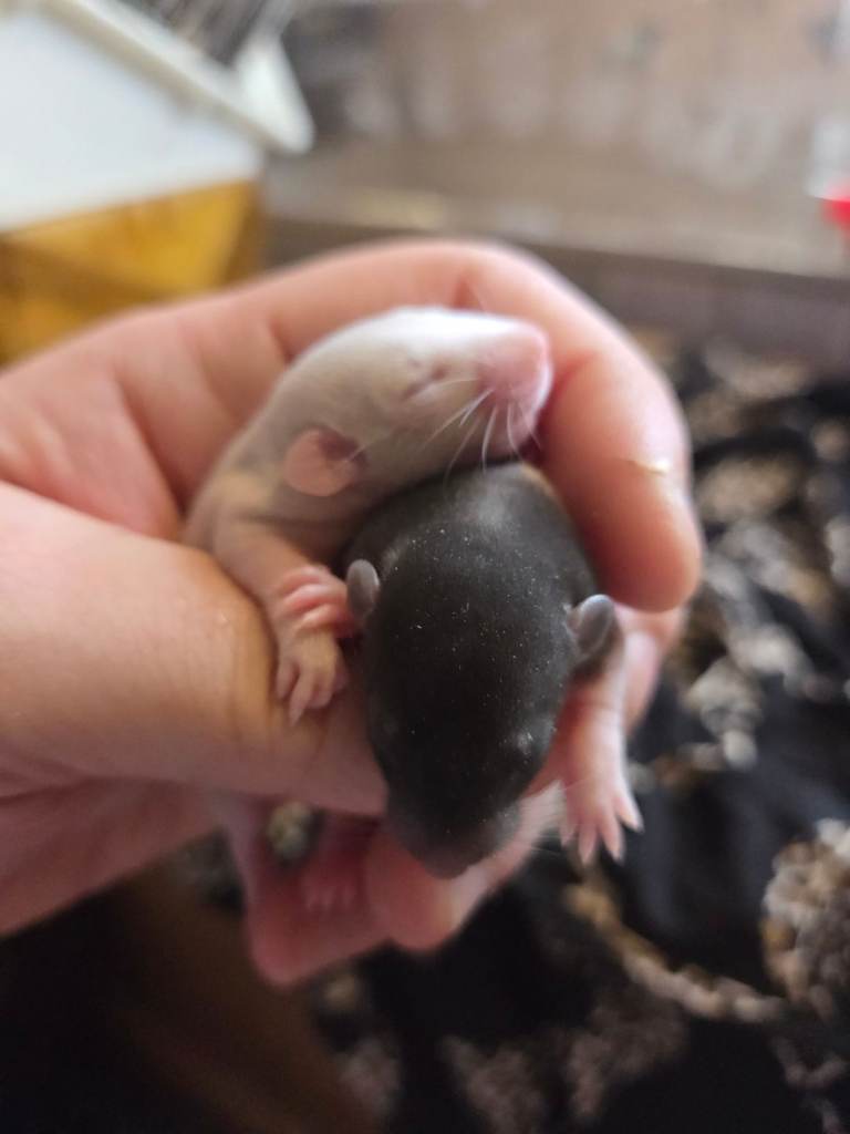 Dumbo and fancy rats 
