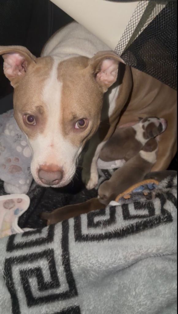 4 BEAUTFIUL STAFFORDSHIRE BULL TERRIER