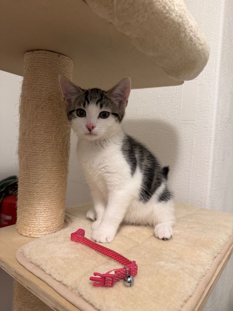 Selling boy kitten