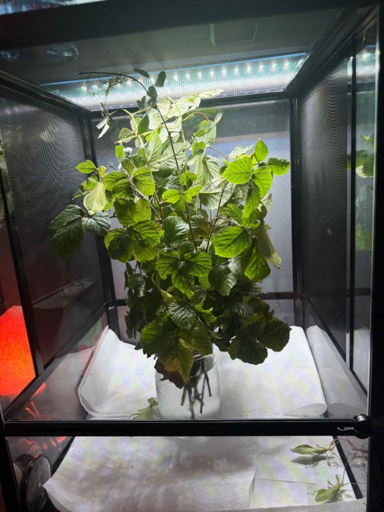 Full Vivarium / Terrarium setup with Giant Leaf Insects.