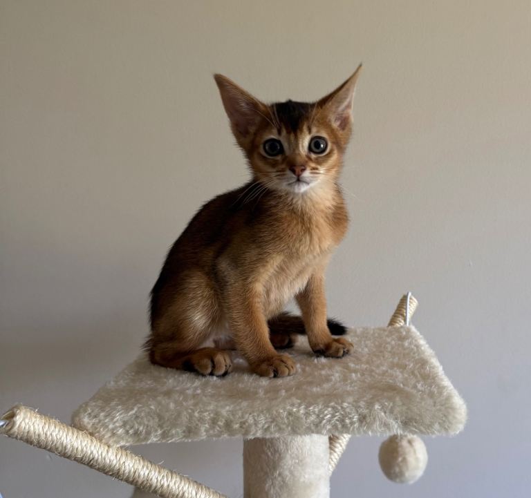 Kitten Abyssinian