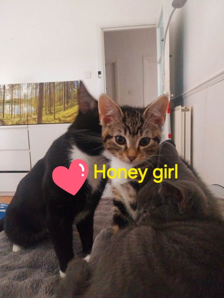 Last of our kittens sweet girl Honey still looking for loving family 