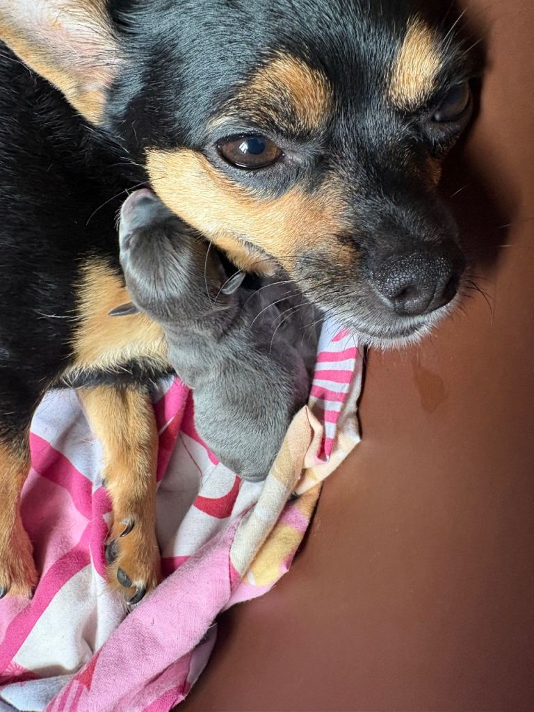 Chihuahua blue tri female 