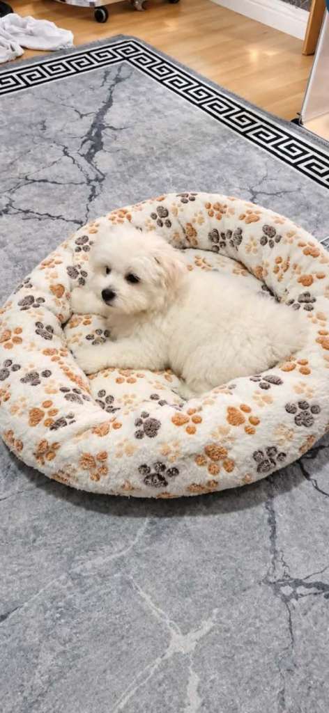 Bichon Maltez white.