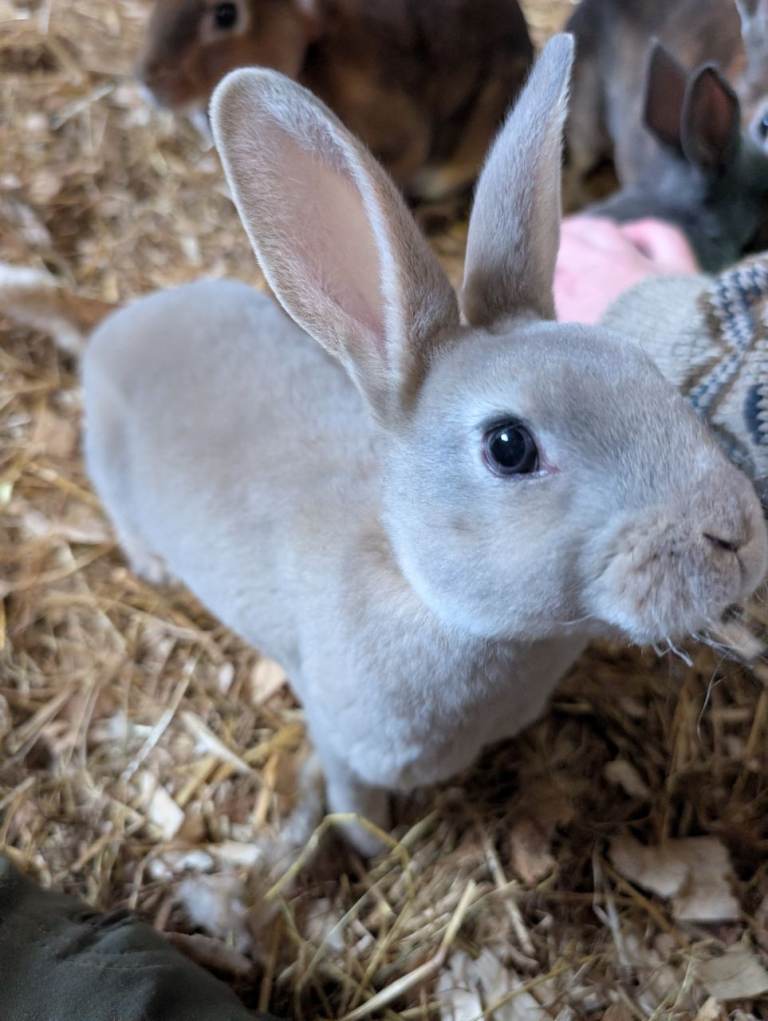 Standard rex rabbits