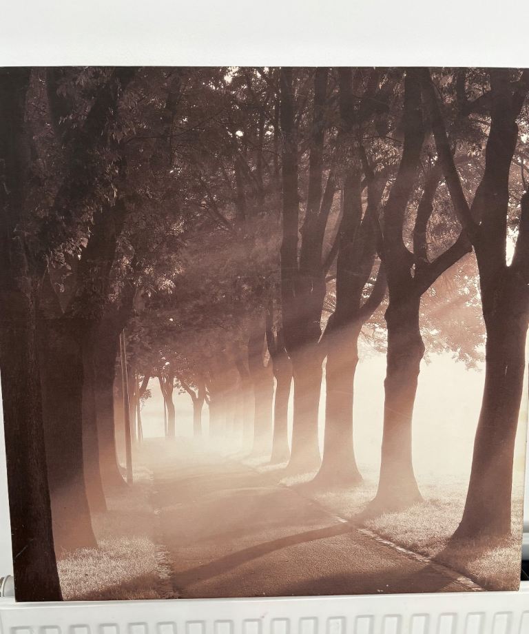 Tree Canvas Picture 57cm x 57cm 