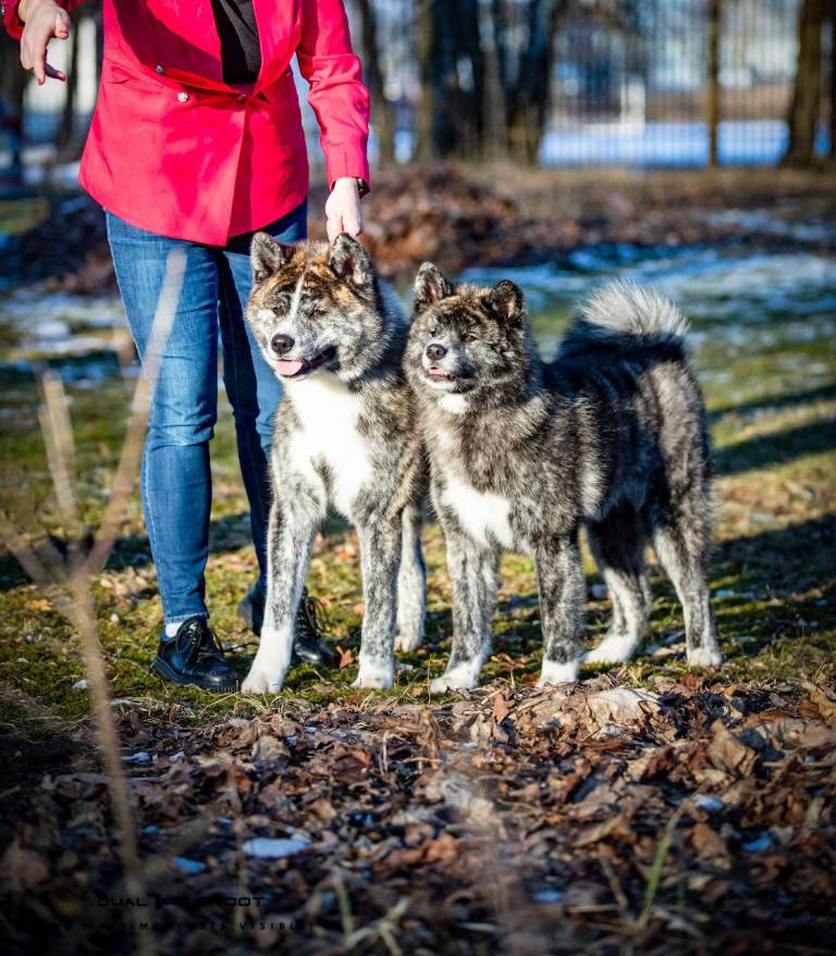 Akita Inu (Japanese)
