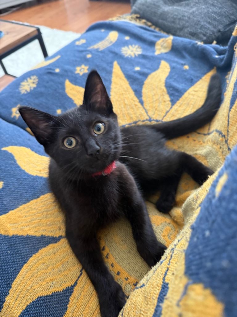 Friendly, Energetic Young Cat Looking for the Right Home (Rehoming)