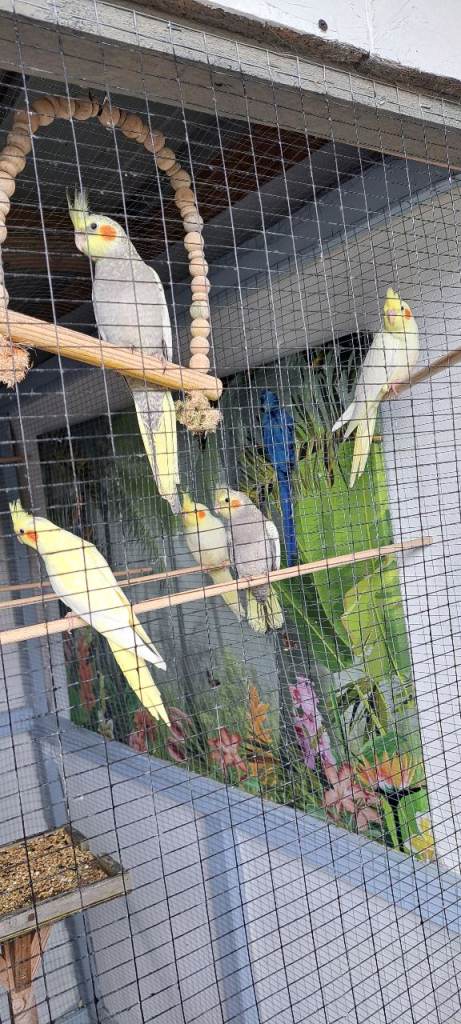 Baby cockatiels