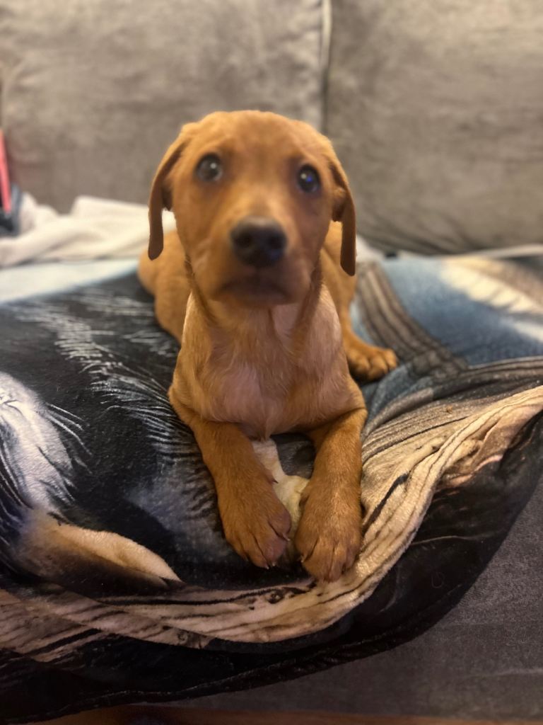  beautiful fox red male lab puppy 