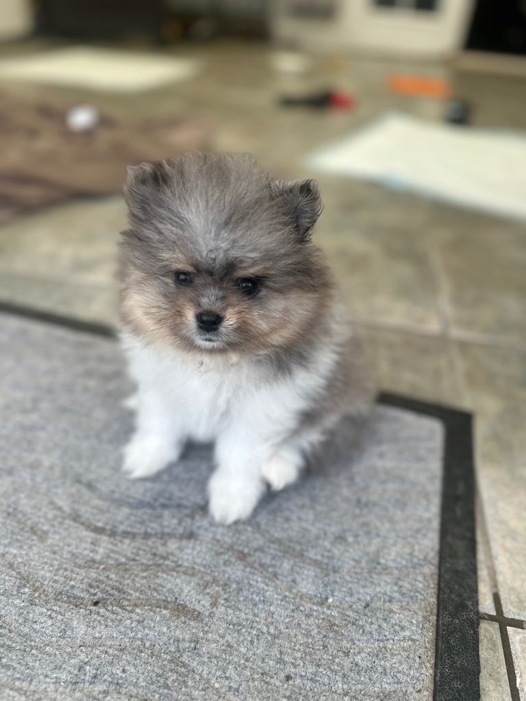 Pomeranian puppies