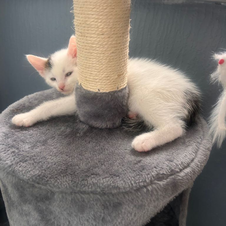 Kittens
