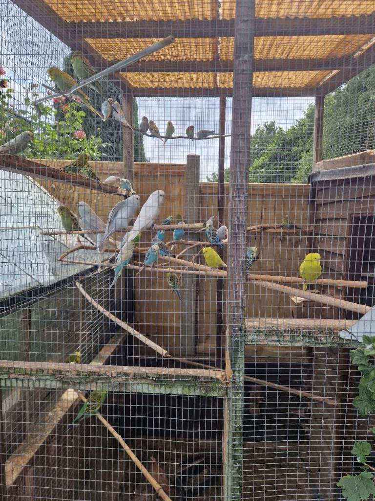 Budgies for sale