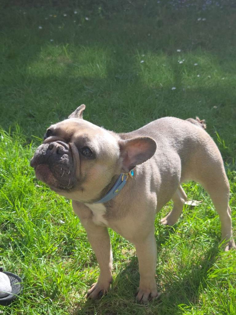 French bull dog