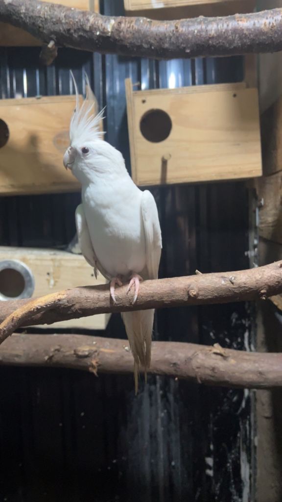 Cocktiel 