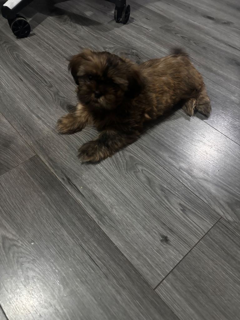 Shih Tzu pup