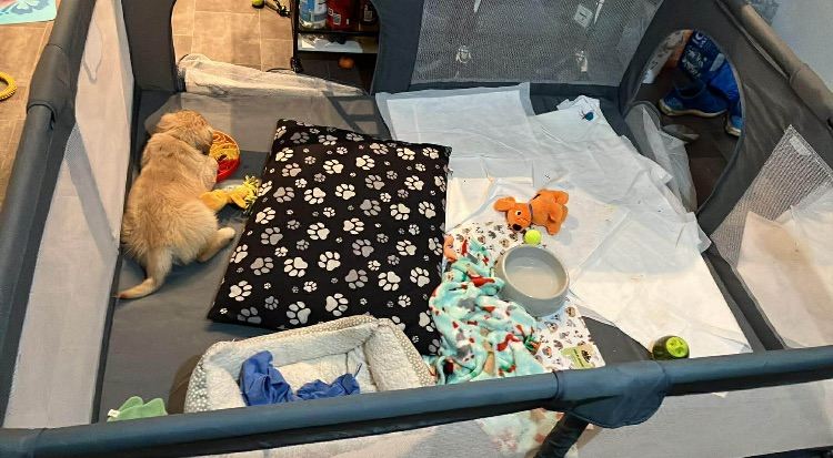 Puppy play pen large 