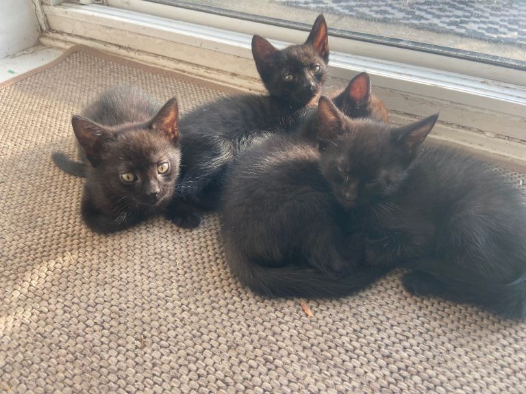 Kittens 8 weeks