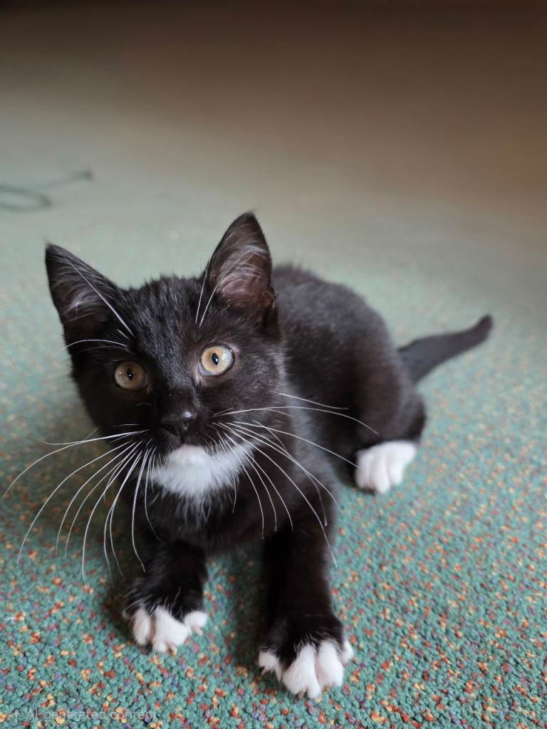 Kitten female 