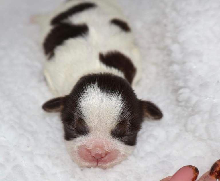 ✨Ultimate DNA Imperial’s now available✨