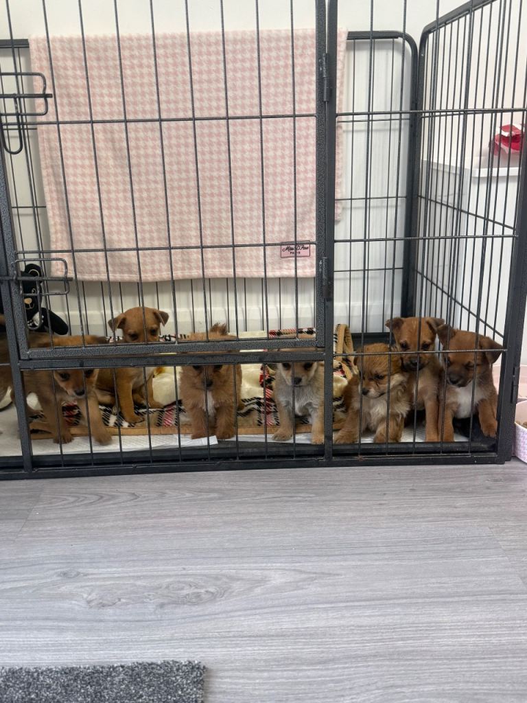 Norfolk terrier x Pomeranian 6 left READY NOW 🏡