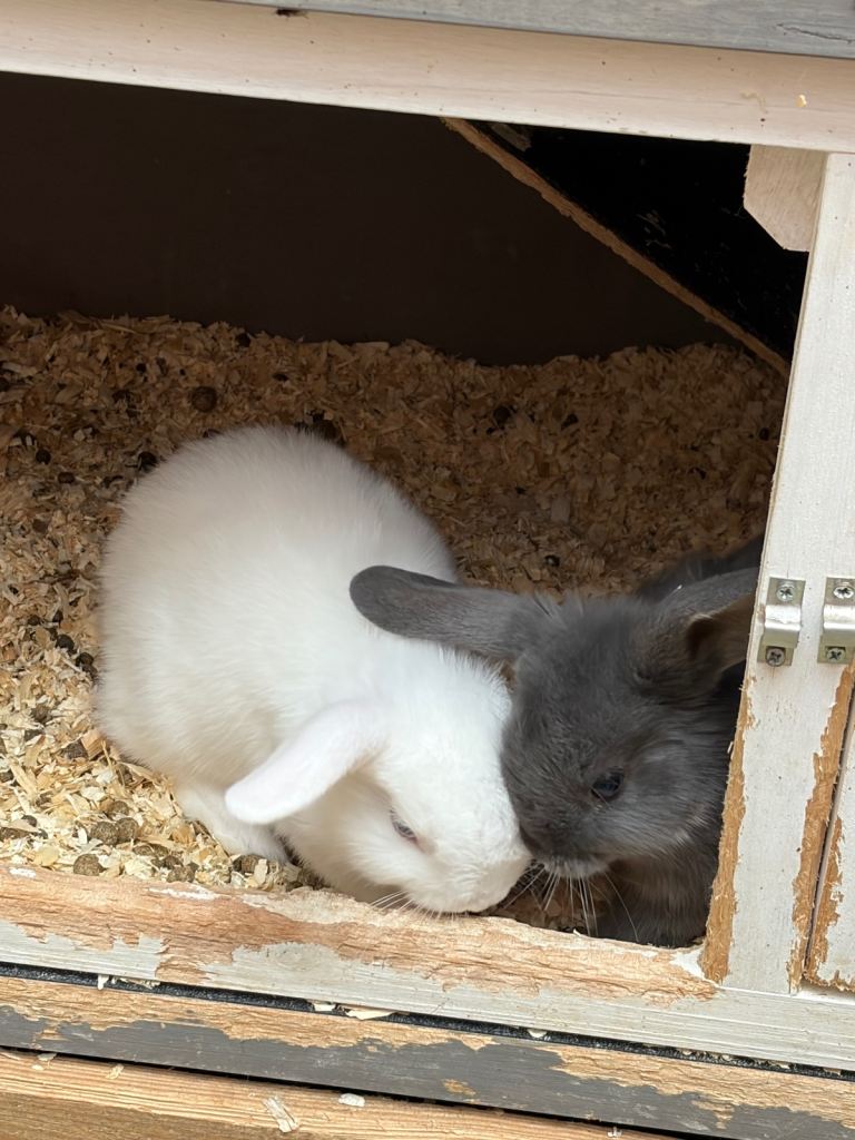 Baby rabbits 