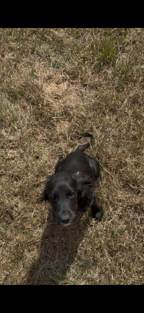 Full bred cocker spaniels puppies