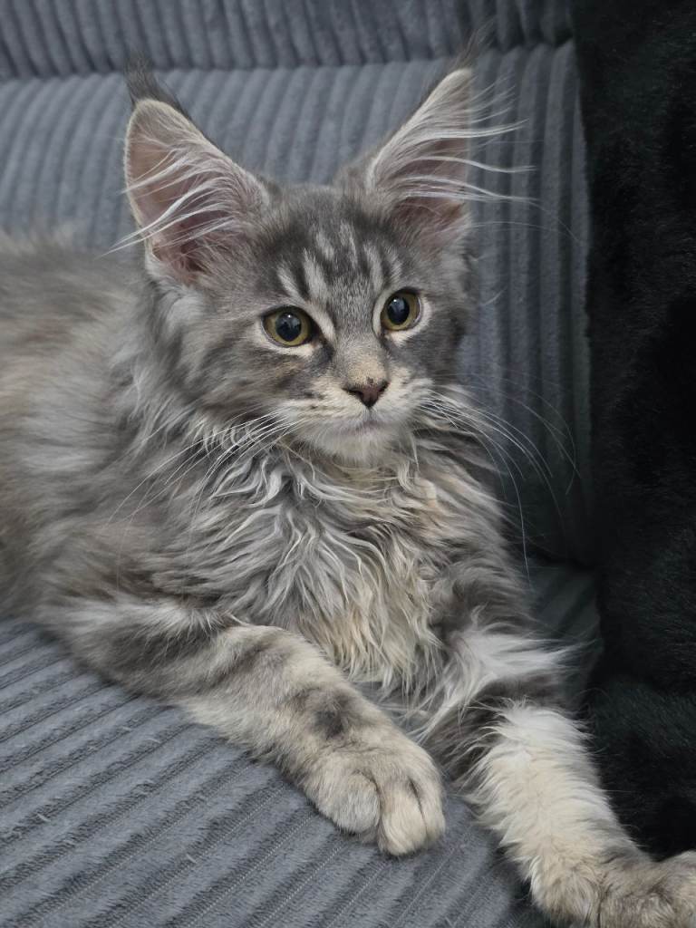 Maine coon kitten 