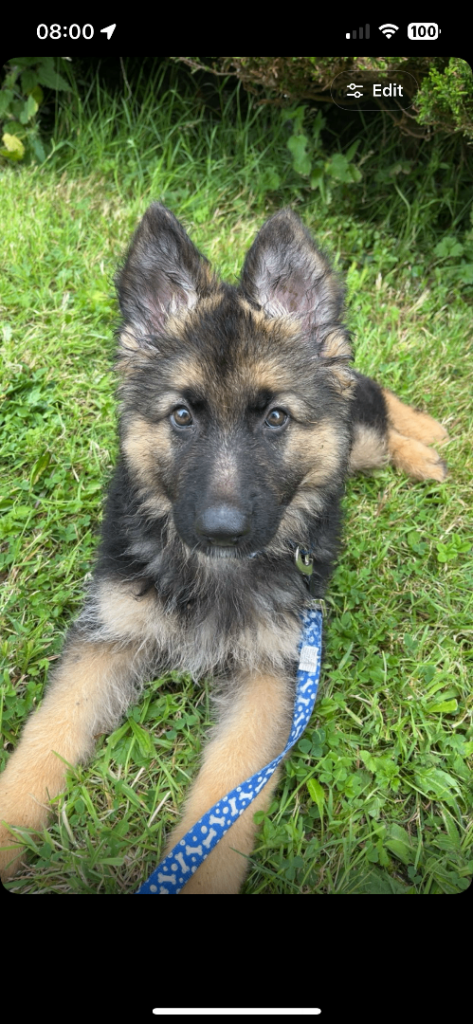 10 week old German Shepard 