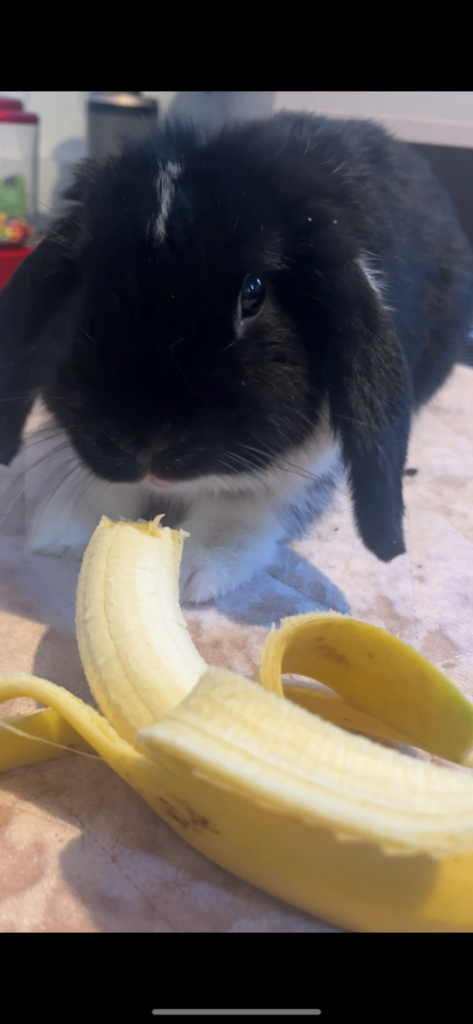 BUNNY