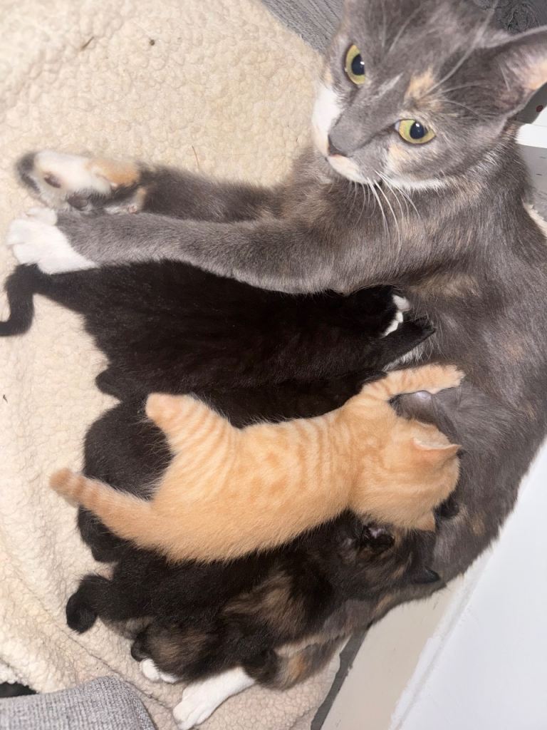Kittens 