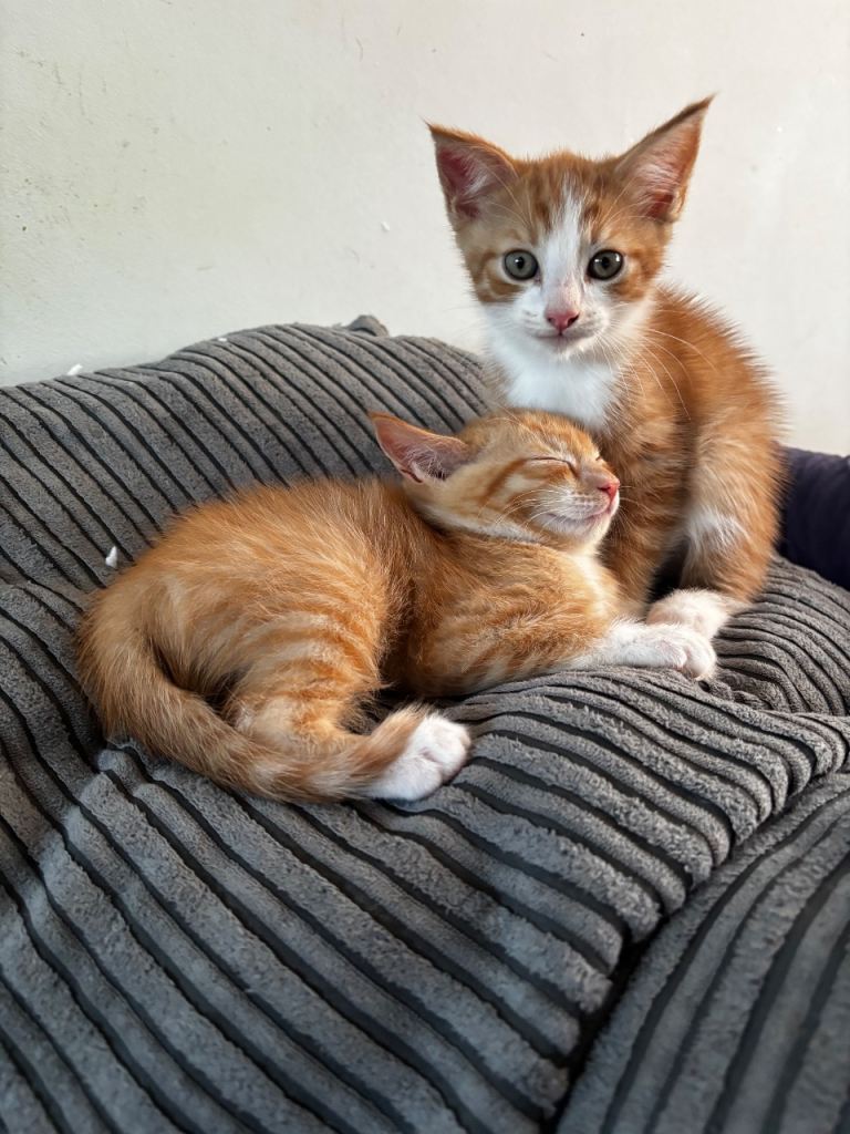 Two playful ginger male kittens 