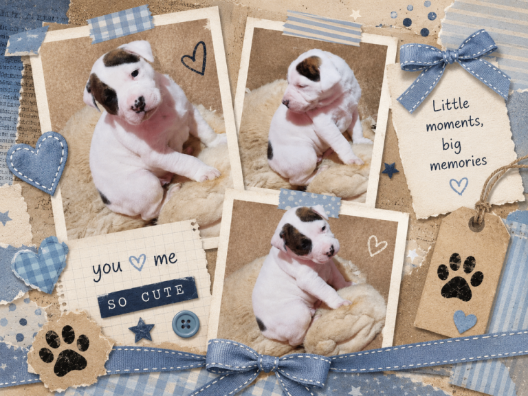 1 boy left Staffordshire Bull Terrier Puppies 