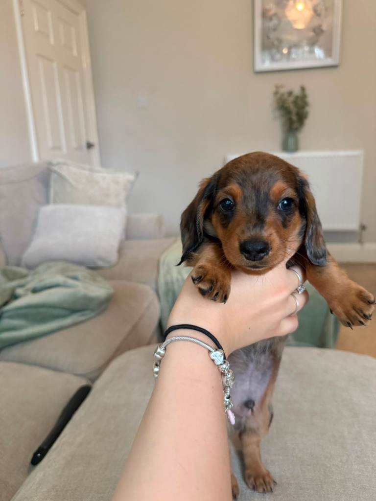Beautiful miniature dachshunds 