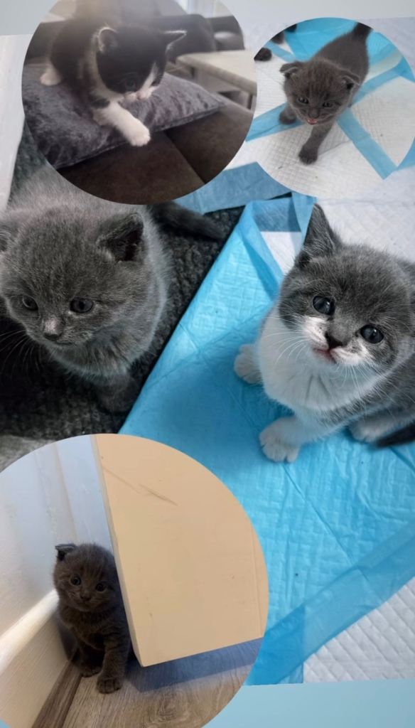 🐾 British Shorthair Kittens Available 🐾